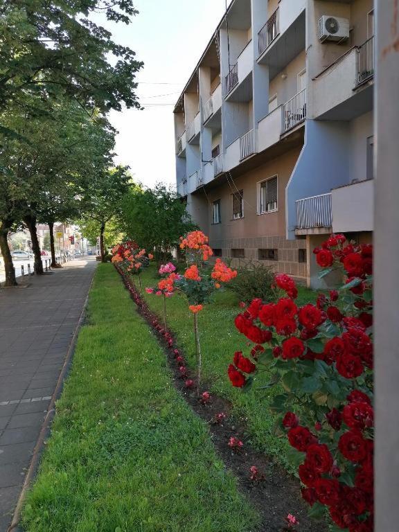 Apartament Apartman Borak Kladovo Zewnętrze zdjęcie